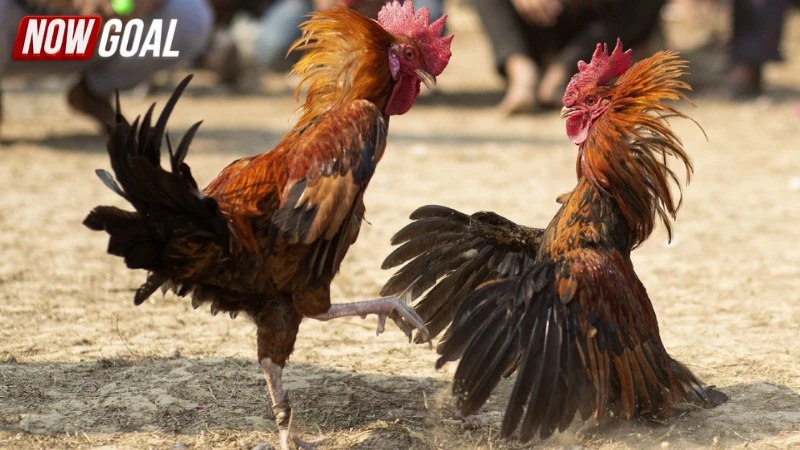 Các công cụ hỗ trợ người chơi đá gà trực tuyến