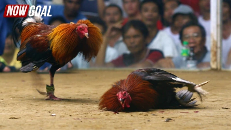 Các loại hình đá gà online thường gặp và phổ biến