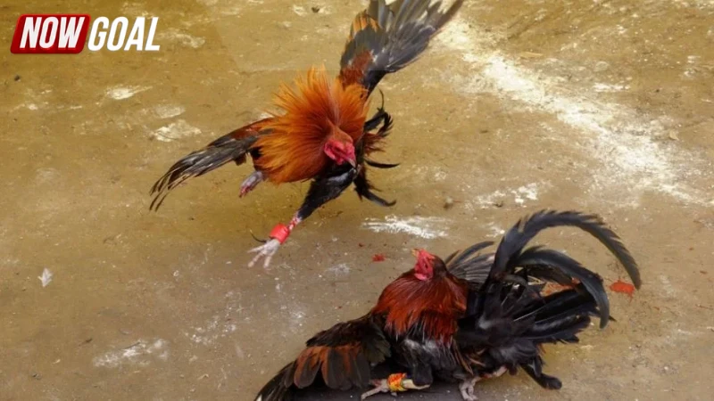 Chiến lược về đặt cược đá gà trực tuyến hiệu quả