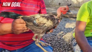 Đá gà Peru trong góc nhìn trải nghiệm và xu hướng hiện nay