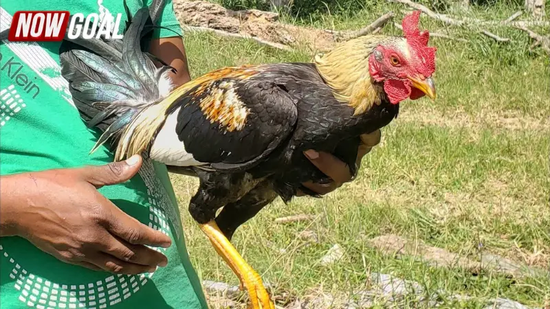 Đá gà Peru và nguồn gốc hình thành đặc trưng