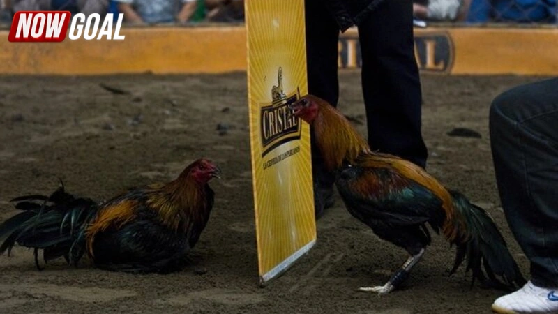 Đặc điểm nổi bật làm nên sức hút của đá gà Peru