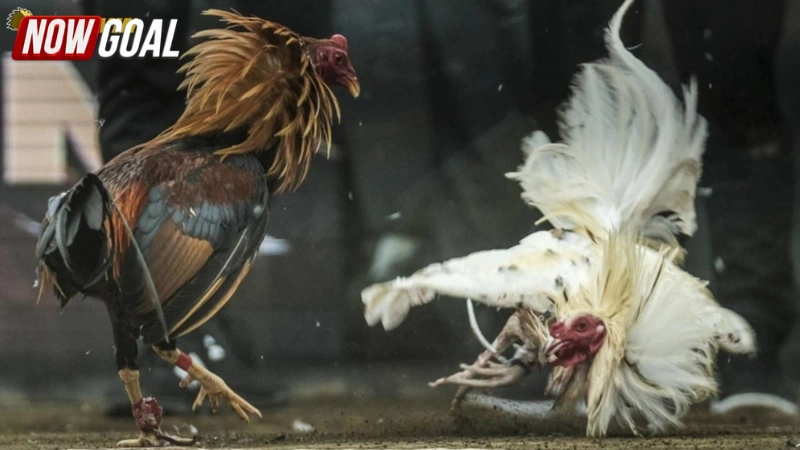 Hướng dẫn tham gia đá gà NOWGOAL hiệu quả