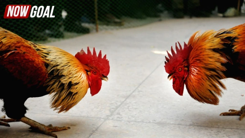 Khám phá đá gà trực tuyến là gì và sự phát triển của nó