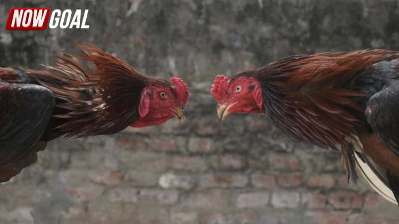 Mẹo nâng cao cơ hội thắng tại đá gà online