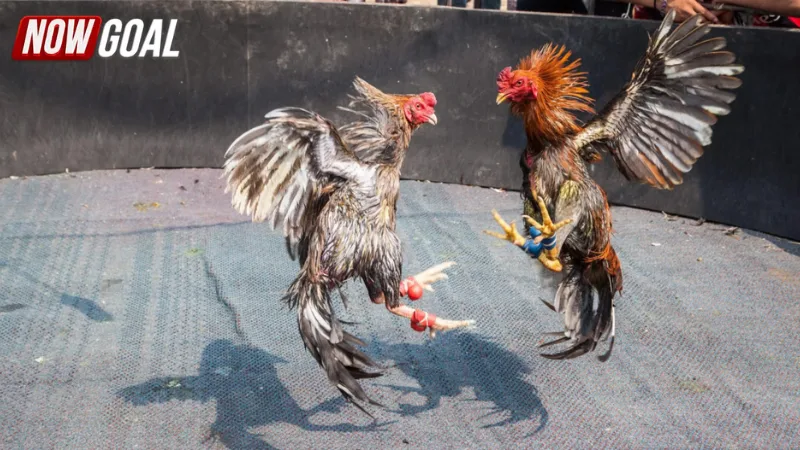 Ứng dụng công nghệ trong đá gà NOWGOAL