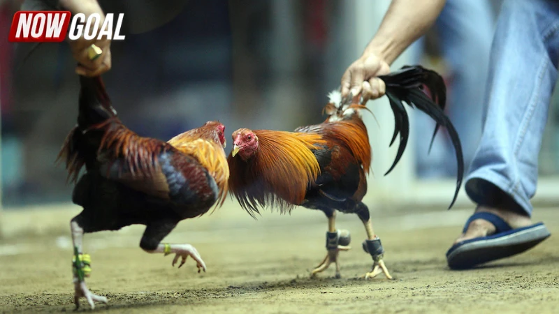 Ưu điểm khi tham gia đá gà NOWGOAL là gì